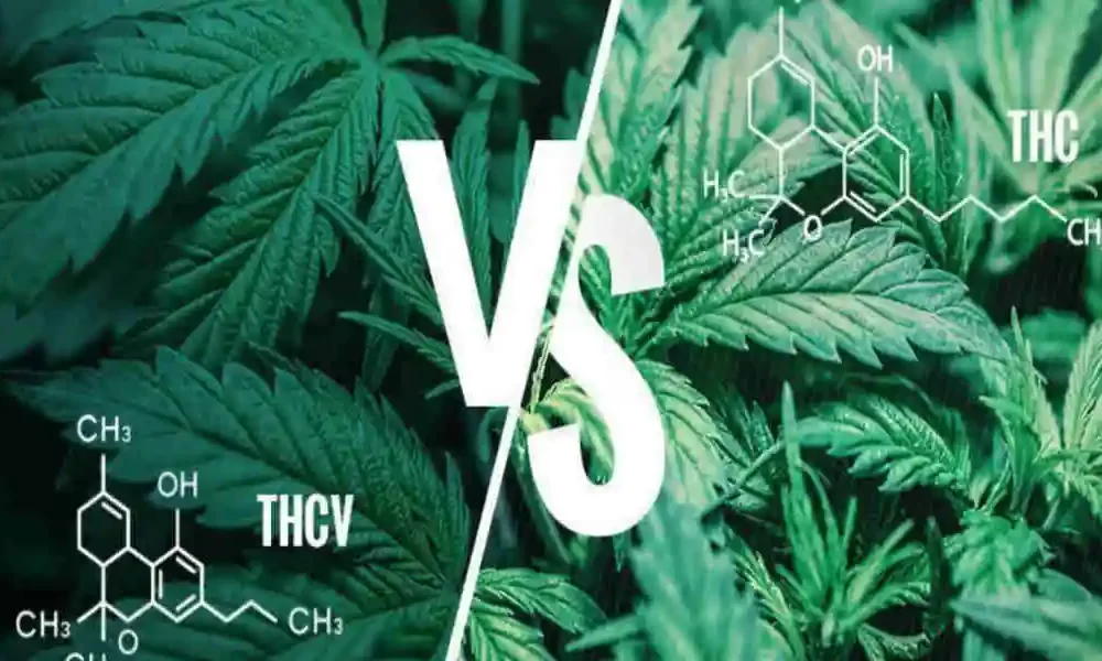 THCV vs THC