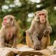 11 People in Thailand Infected with Malaria By Macaque Monkey Parasite