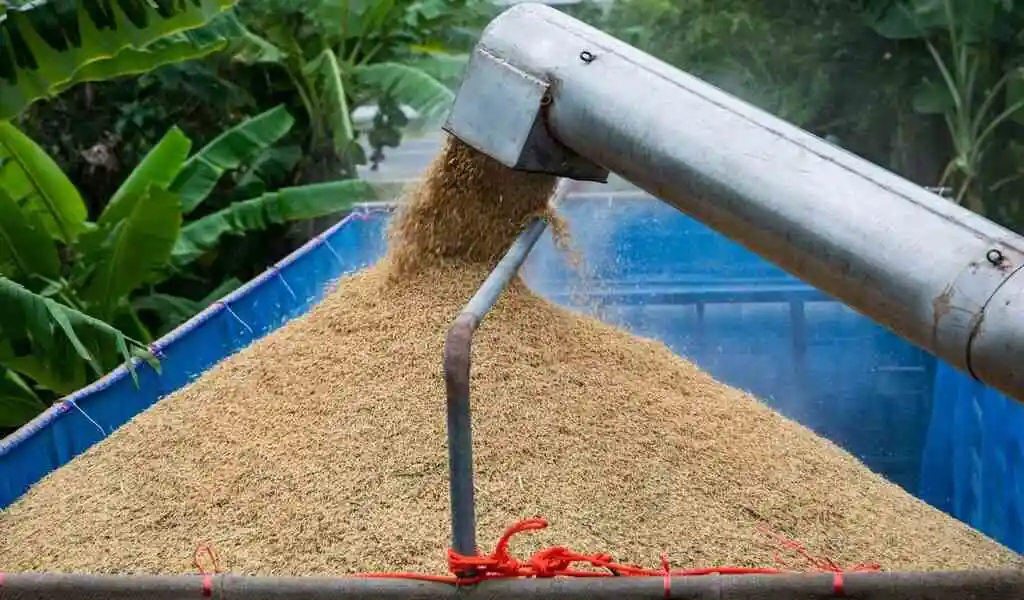 The harvesting of rice grain in Saraburi Province, Thailand. Photograph: Andre Malerba/Bloomberg