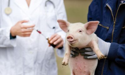 African Swine Fever Vaccine