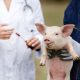 African Swine Fever Vaccine