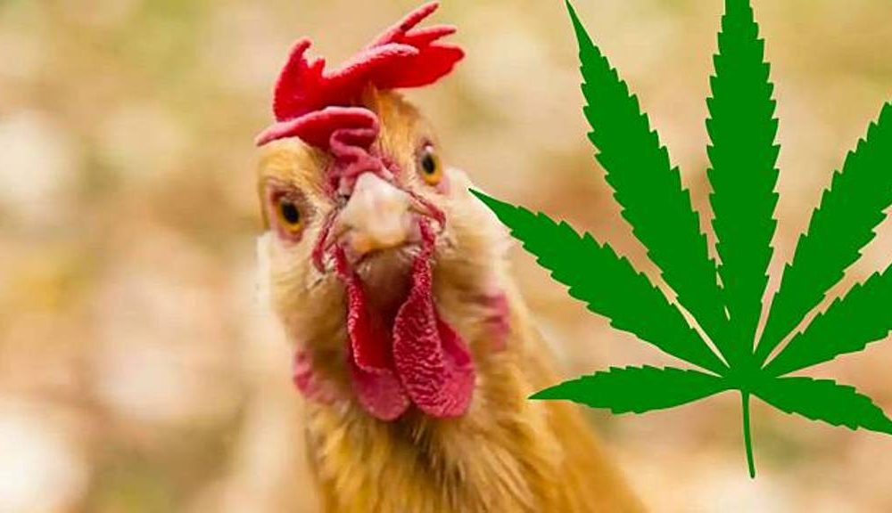 Chickens Healthier in Northern Thailand After Being Fed Cannabis