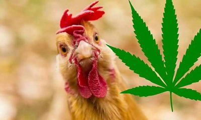 Chickens Healthier in Northern Thailand After Being Fed Cannabis