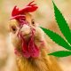 Chickens Healthier in Northern Thailand After Being Fed Cannabis