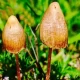 Psilocybin Mushrooms Claim The Throne Of The Best Antidepressant