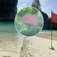 Raise A Red Flag! Fire Jellyfish Warning In Krabi, Southern Thailand