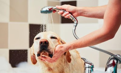 3 Things You Need To Know About Dog Shampoo