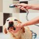 3 Things You Need To Know About Dog Shampoo