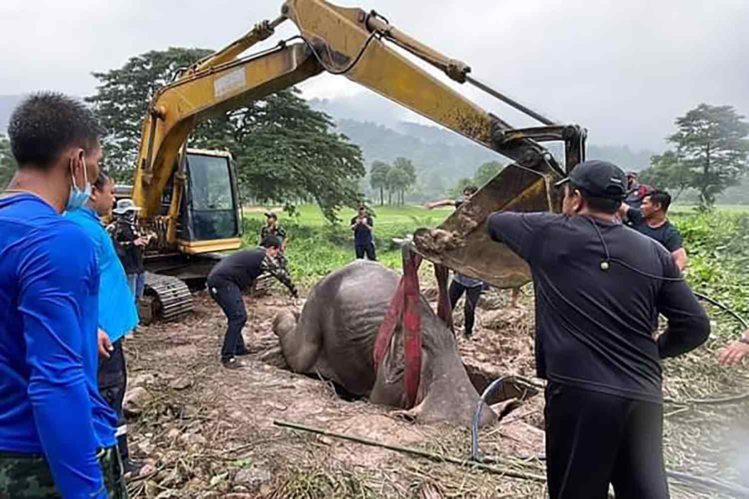 Baby Elephant Rescued from Golf Course Storm Drain