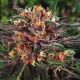 Harlequin weed