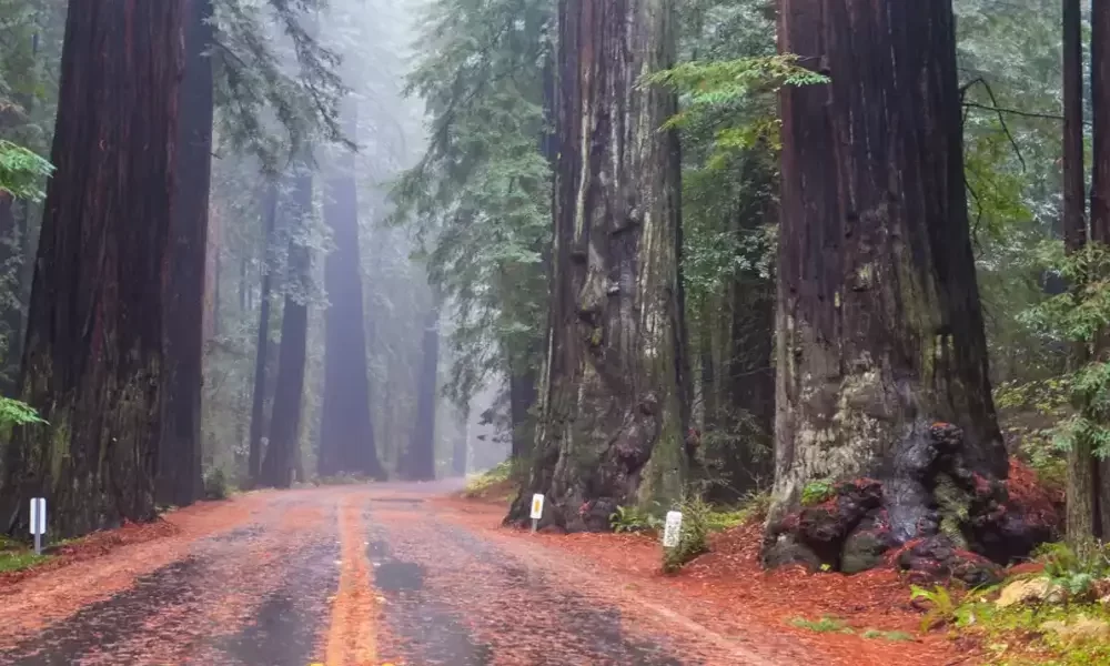 What Are The Most Beautiful Forests in Europe To Hike in?