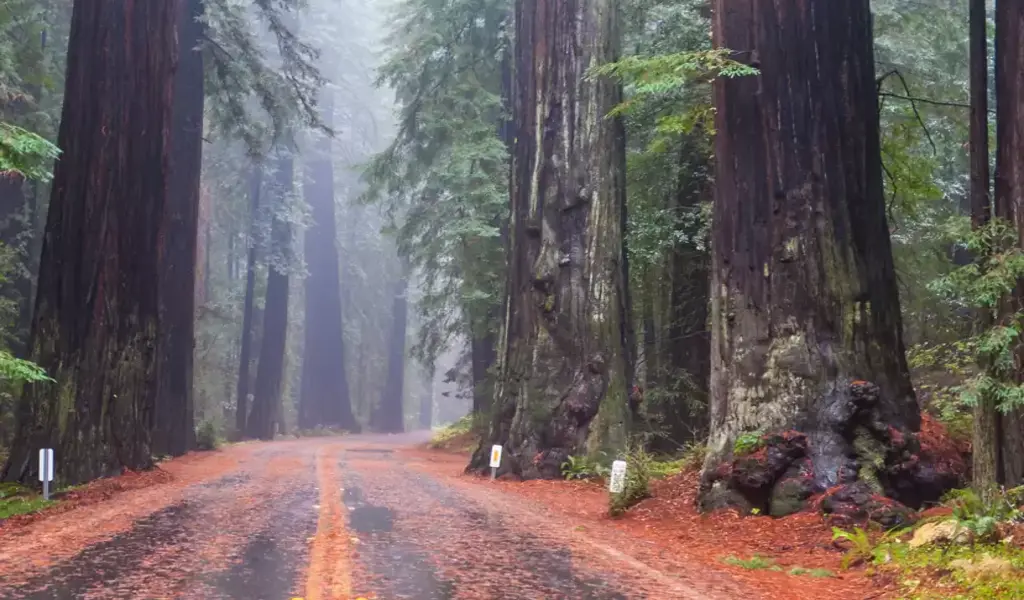 What Are The Most Beautiful Forests in Europe To Hike in?