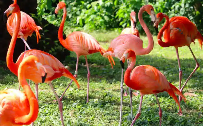 Philadelphia Zoo Welcomes Penguins And Flamingos Back