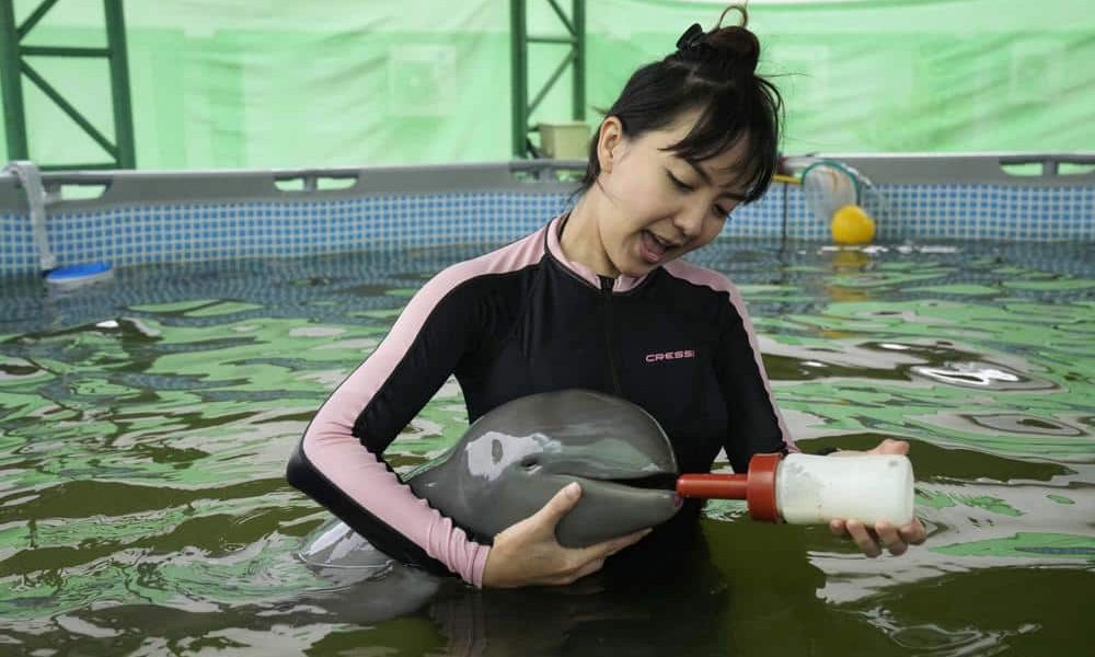 Baby Dolphin Rescued in Thailand Receives 24 Hour Loving Care
