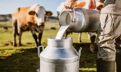 organic milk farm