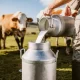 organic milk farm