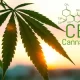 A Quick Guide To CBD: Benefits, Legality, Usage and Dosage