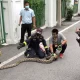 Snake encounter reported every 15 minutes in Bangkok