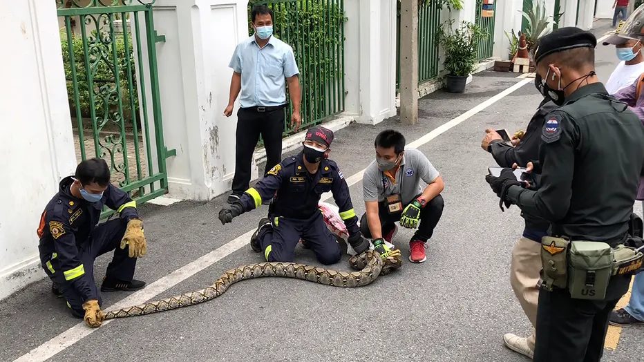 Snake encounter reported every 15 minutes in Bangkok