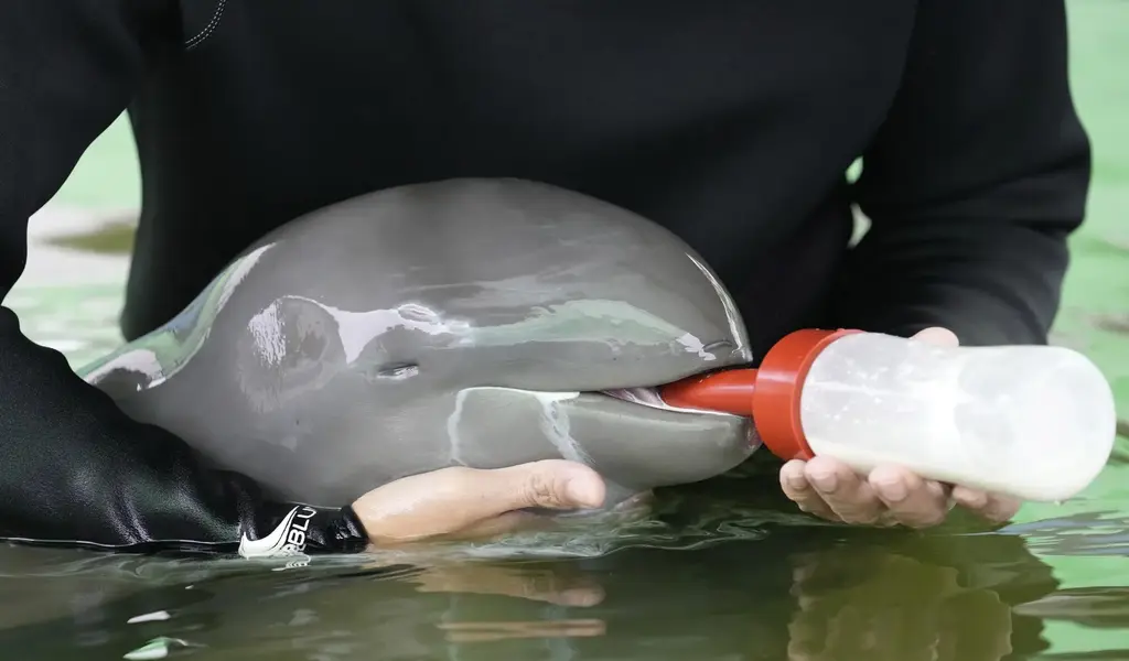 Dolphin Calf With 'Low' Survival Chances Nursed Back To Health in Thailand