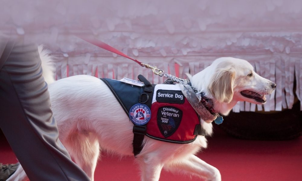 Service Dogs That Look After You When You Need Support