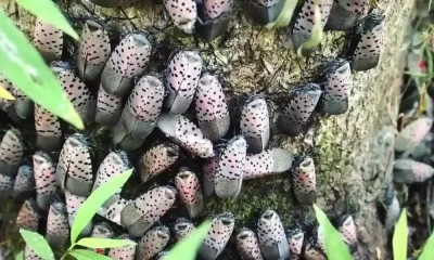 Spotted Lanternflies