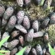 Spotted Lanternflies