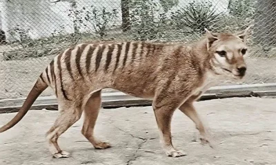 Tasmanian Tiger