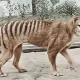 Tasmanian Tiger