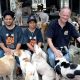the Soi Dog Foundation