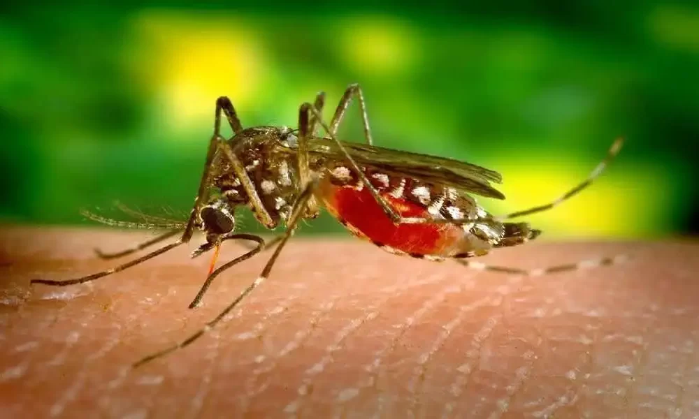 Using Mosquito DNA To Prevent Malaria, New Scientist Reports