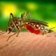 Using Mosquito DNA To Prevent Malaria, New Scientist Reports