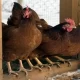 Kansas Bird Flu Detected In Two Counties