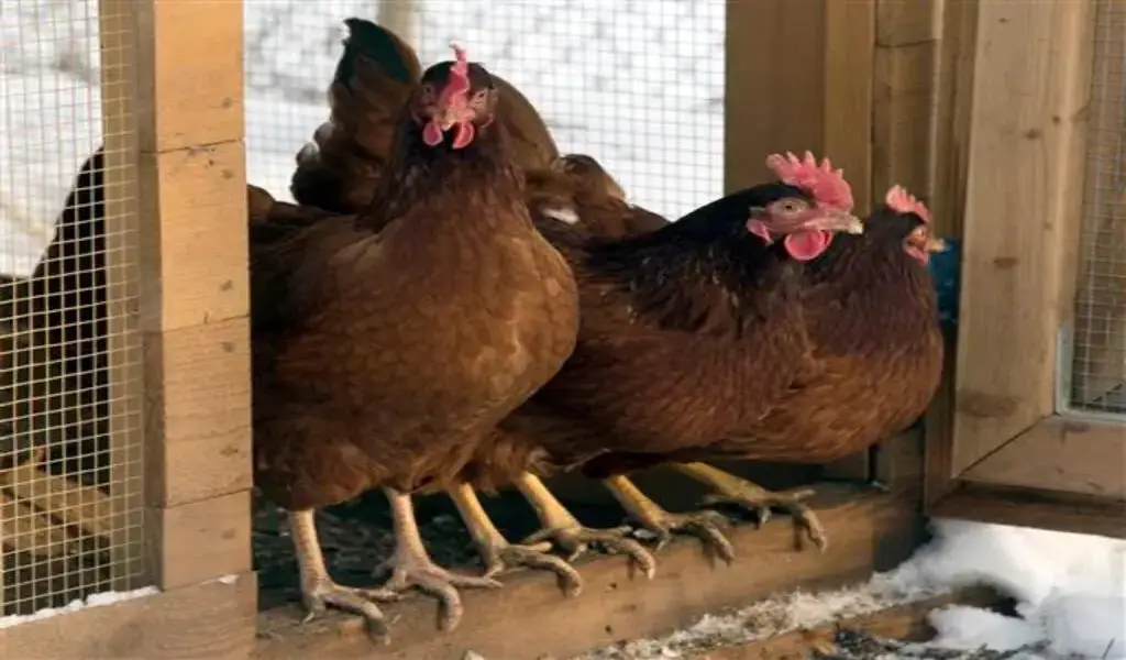 Kansas Bird Flu Detected In Two Counties