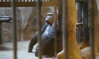 Shopping Mall Zoo in Bangkok Wants $798,000 to Release of Gorilla Caged for 30 Years