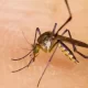 A mosquito-Borne Virus Threatens Indiana Residents