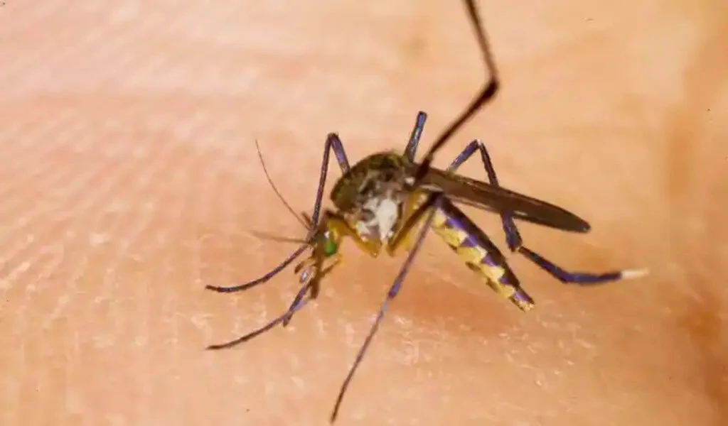 A mosquito-Borne Virus Threatens Indiana Residents