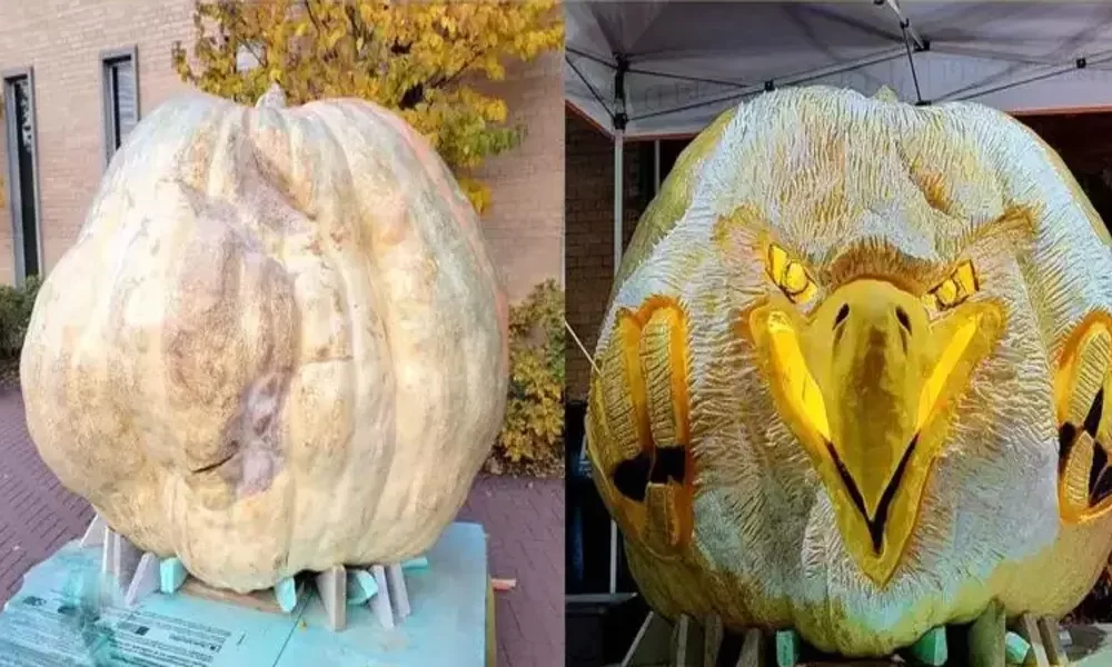 Pumpkin 1161 Kilograms in Weight to be Carved Into World's largest Jack-o'-lantern