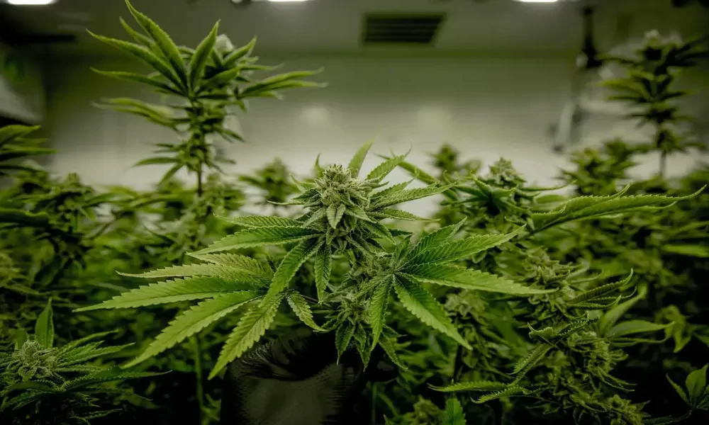Some Women Use Cannabis to Relieve Hot Flashes And Sleep Problems to Manage Menopause