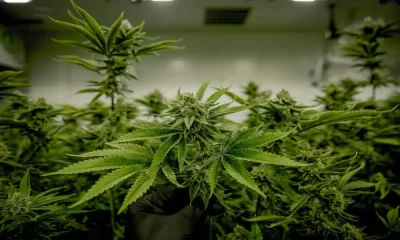 Some Women Use Cannabis to Relieve Hot Flashes And Sleep Problems to Manage Menopause