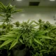 Thailand Ease its Prohibitions on the Import Of hemp or Cannabis seeds