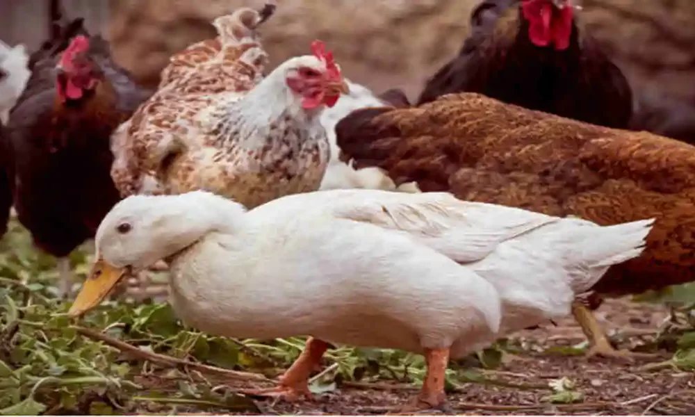 RI's DEM Reports First Avian Flu Outbreak In Backyard Flocks