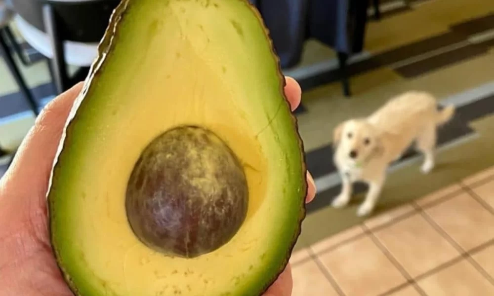 Can Your Dog Eat Avocados