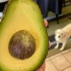 Can Your Dog Eat Avocados