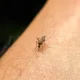 What Attracts Mosquitoes To Some People More Than Others