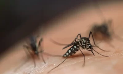 West Nile Virus Has Caused Two Deaths In The City