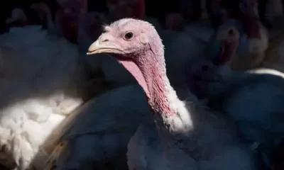 US Bird Flu Outbreak Kills 50 Million Birds