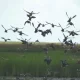 There's Bird Flu In SWLA Waterfowl