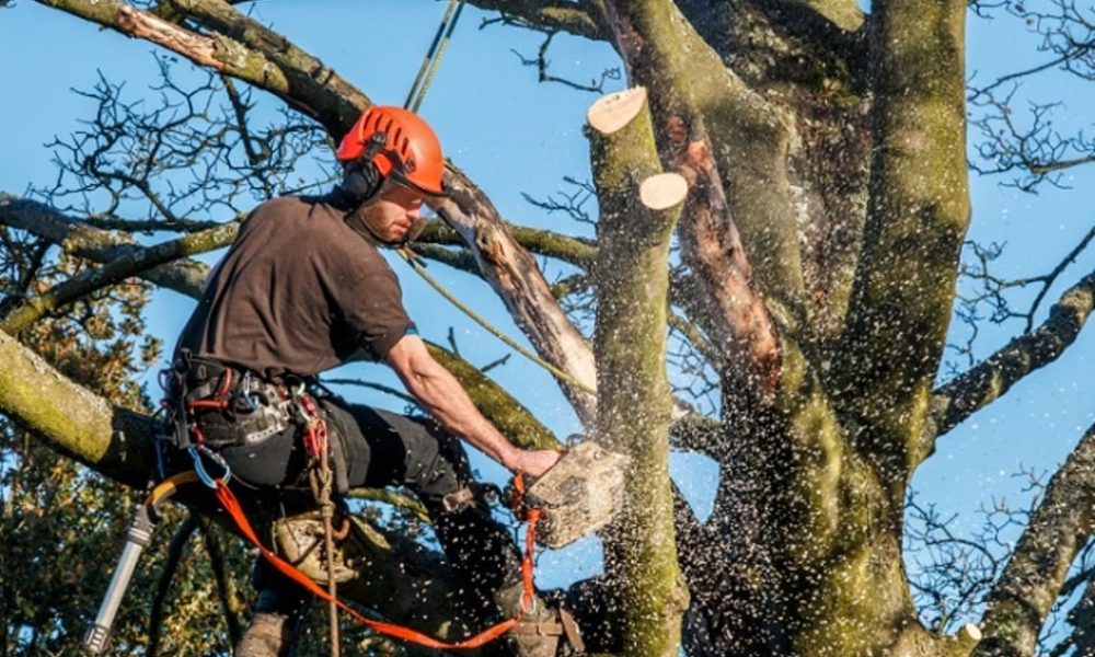 Tree Trimming