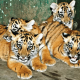 Wildlife Trader Selling 4 Tiger Cubs Arrested